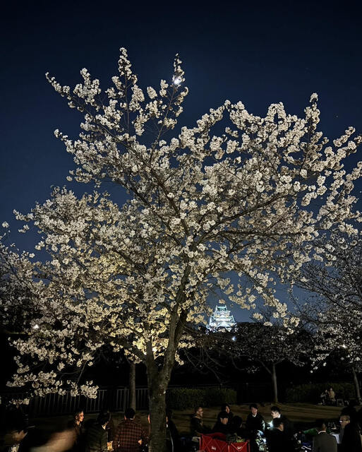 桜.jpg